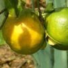 Naranja Verde