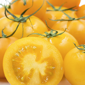 Jitomate Wyches Yellow