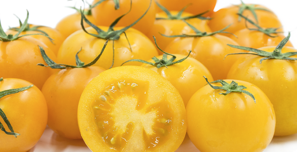 Jitomate Wyches Yellow