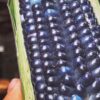 Atole de Maíz Azul/Cacao