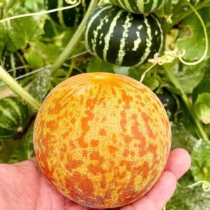 Melón Tigre