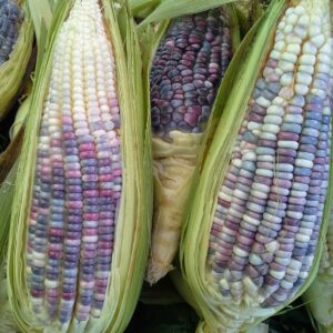 Elote Criollo de Colores