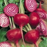 Betabel Chioggia