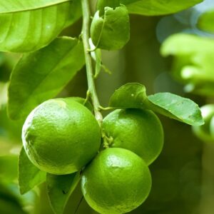 Limón Persa sin semillas