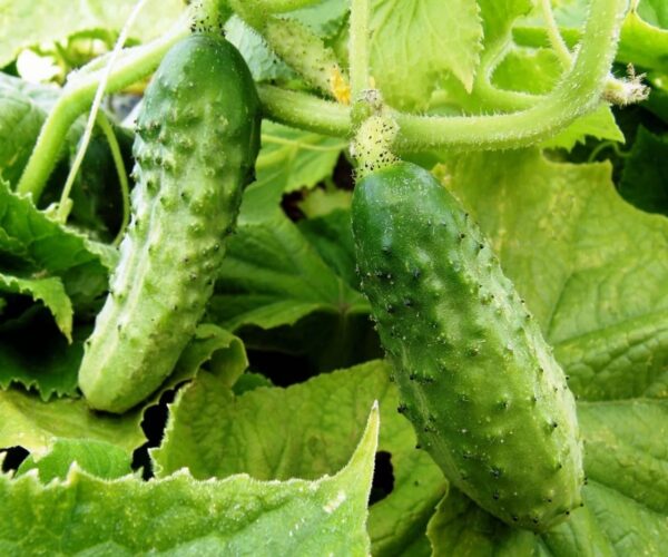 Pepinillos