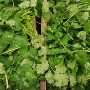 Cilantro común