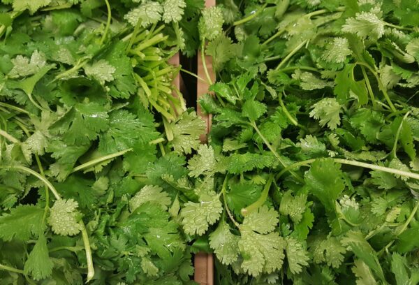 Cilantro común