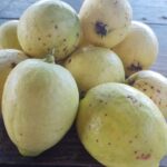 Guayaba Blanca