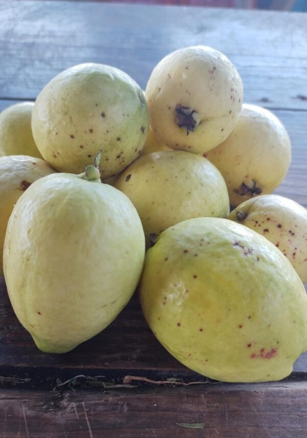Guayaba Blanca