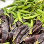 Chícharo Purple Curly